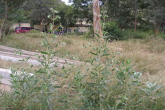 Trichodesma zeylanicum